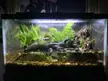 My Brackish Fiddler Crab Paludarium