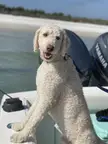 BeachDogs