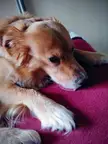 Bed Lick-a