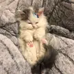 Nice shot. Finally caught the moment when this beauty is sleeping)
