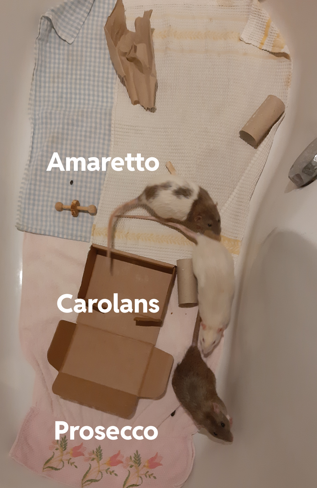 intros seem to and going well! 