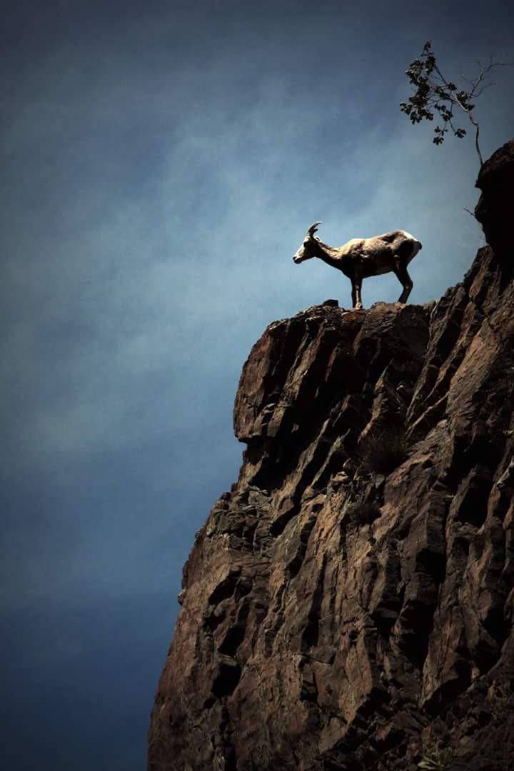 Mountain Goat perched Kamloops BC