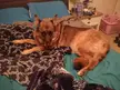 Anyone's shepherd a bed hog?