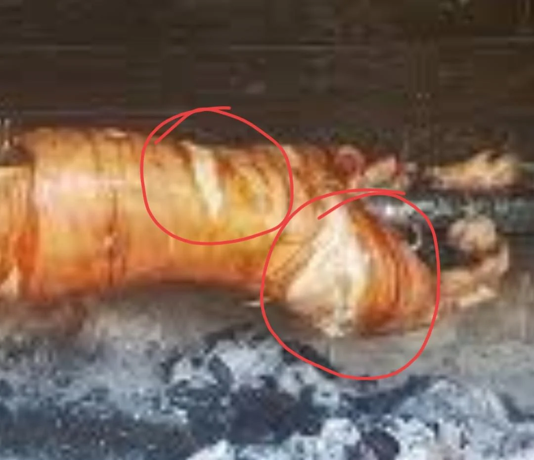 Pig Explodes Why does the skin of my pig on a spit