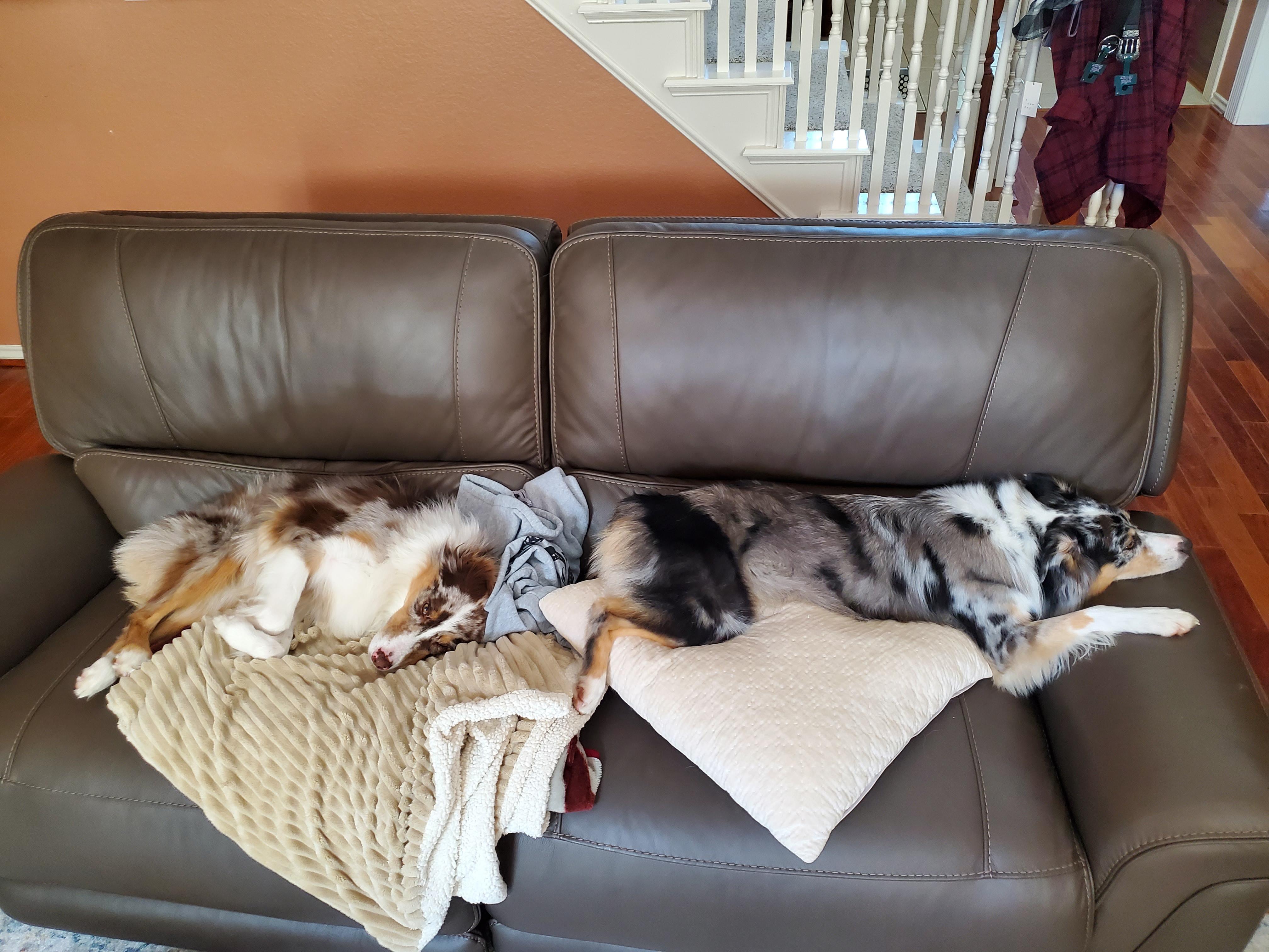 Sisters snoozing on the couch