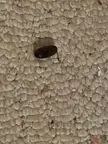 What small animal poop does this belong to? It’s about an inch long and rounded like a cylinder