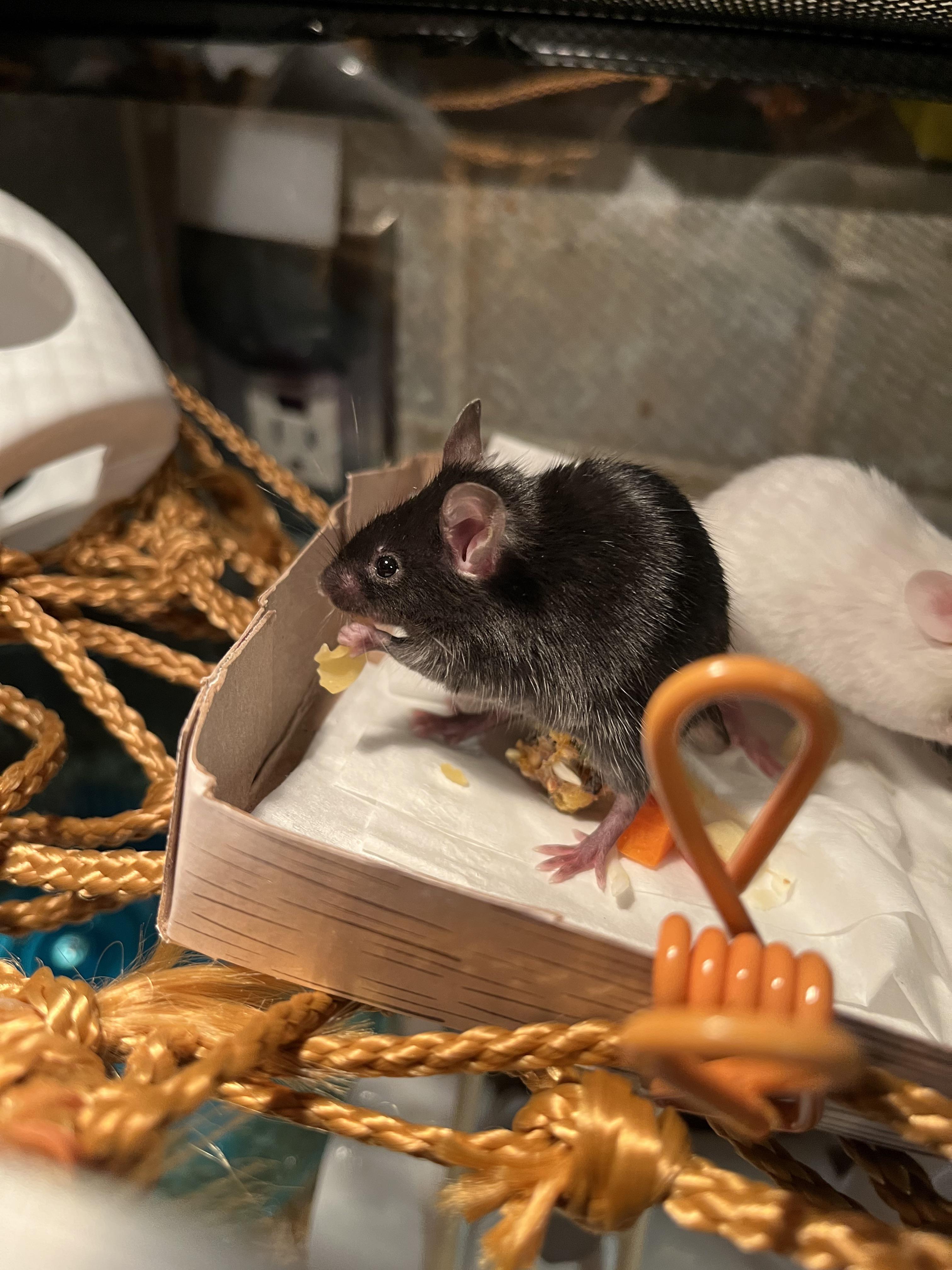 Name ideas? She’s fast and aloof, very submissive with a white tail tip
