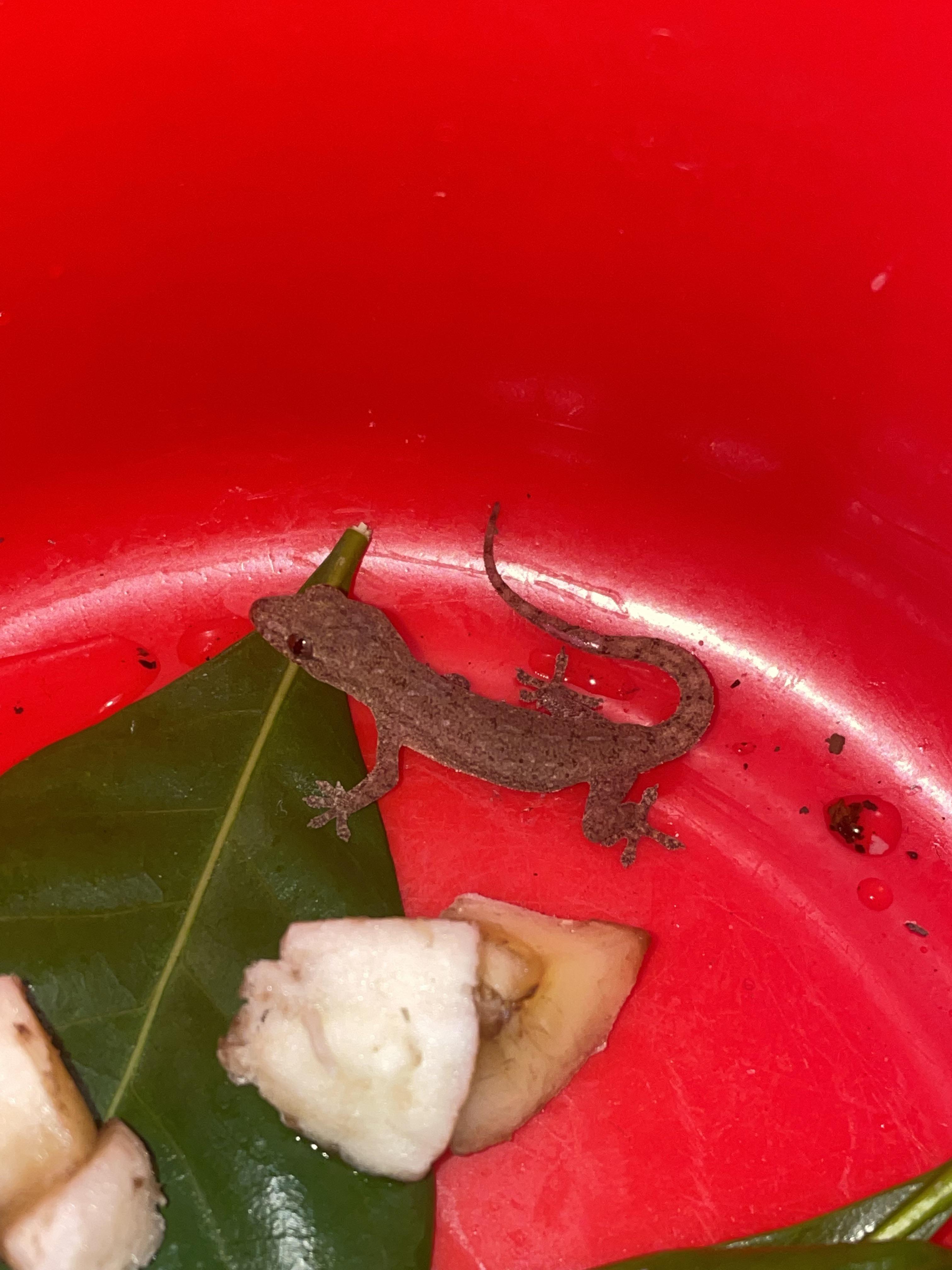 Transporting Gecko Discover more like Geckos: Help identifying ? Saved this guy from a ...