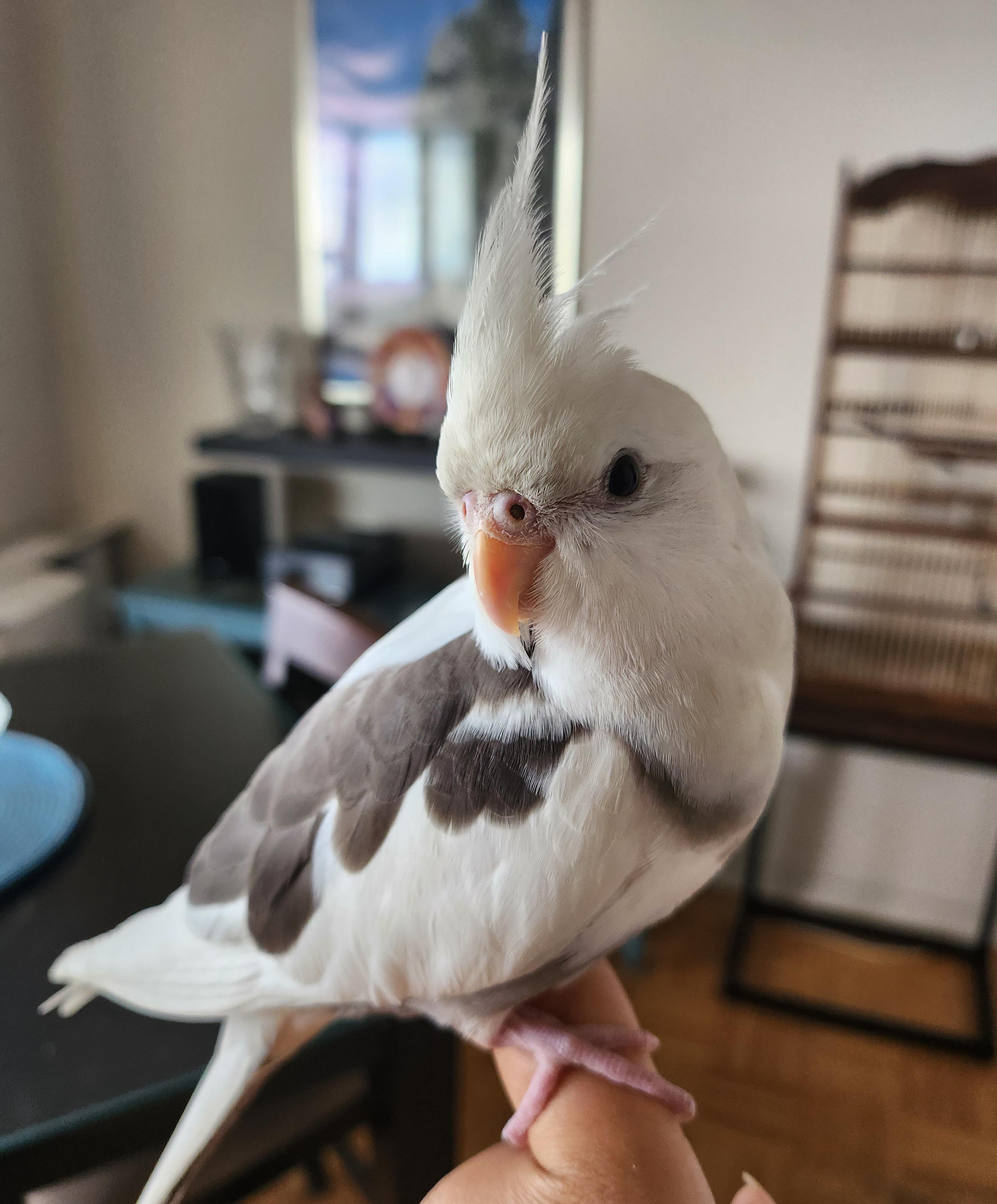 thank you for the love on the last pic!! here he is again, my stanley :D