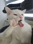 Yoshi likes to derp