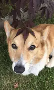 Consider as hat?