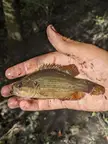 Rare Mud Sunfish