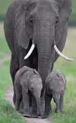 Elephant Momma and her Kids