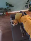 unlikelyfriends
