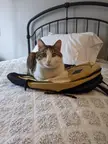 I bought a new backpack