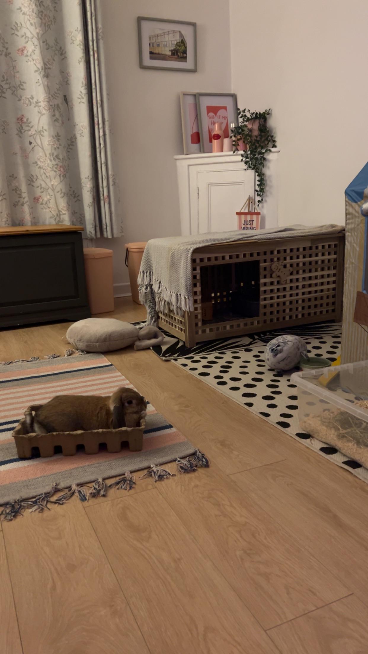 Discover more like Rabbits: Dwight has the run of the house… but would ...