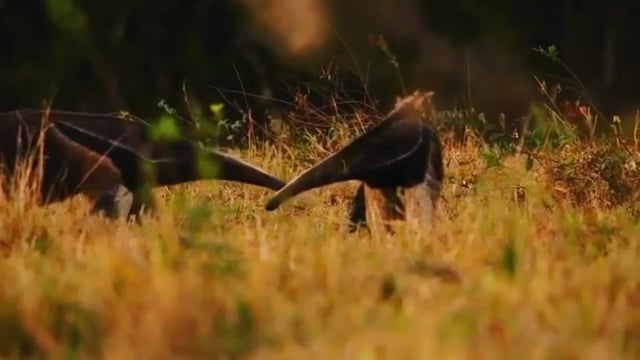 anteaters