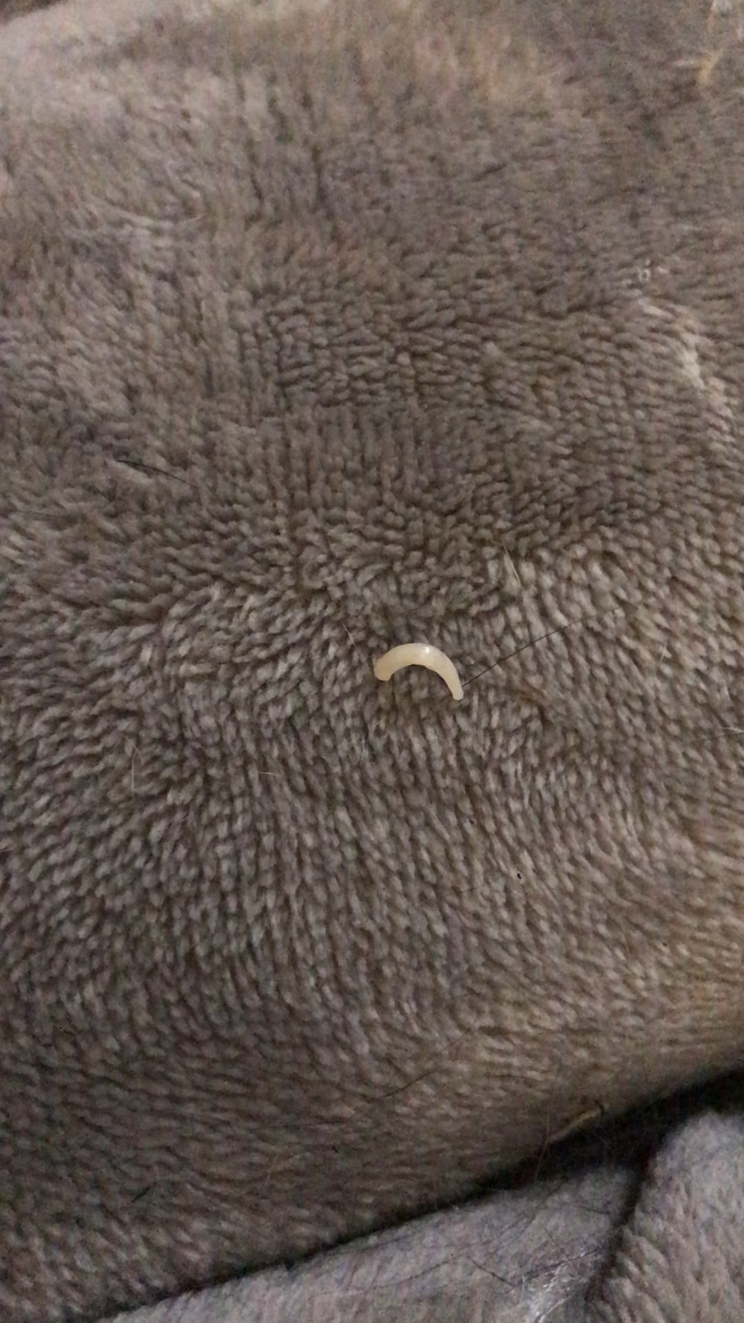 What is this? Found in cat bed but doesn’t look like any tapeworm?