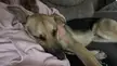 Show a picture of you cuddling with your doggo! I can’t get enough of Scooby cuddles