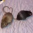 Borb and Ratthew monching