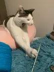 Someone doesn’t like knitting