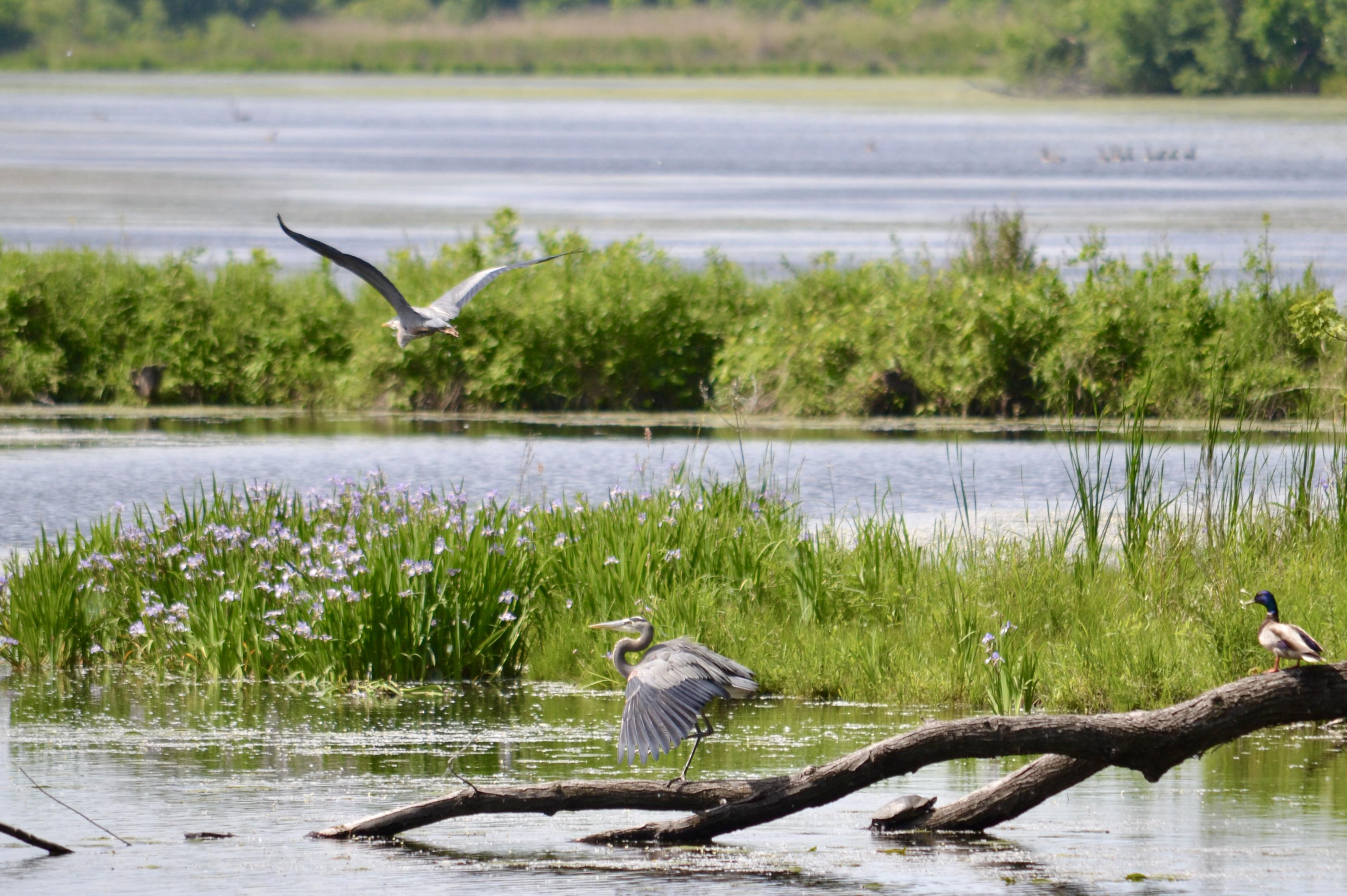 Herons, ducks, turtles, and geese. The scene at the lake yesterday