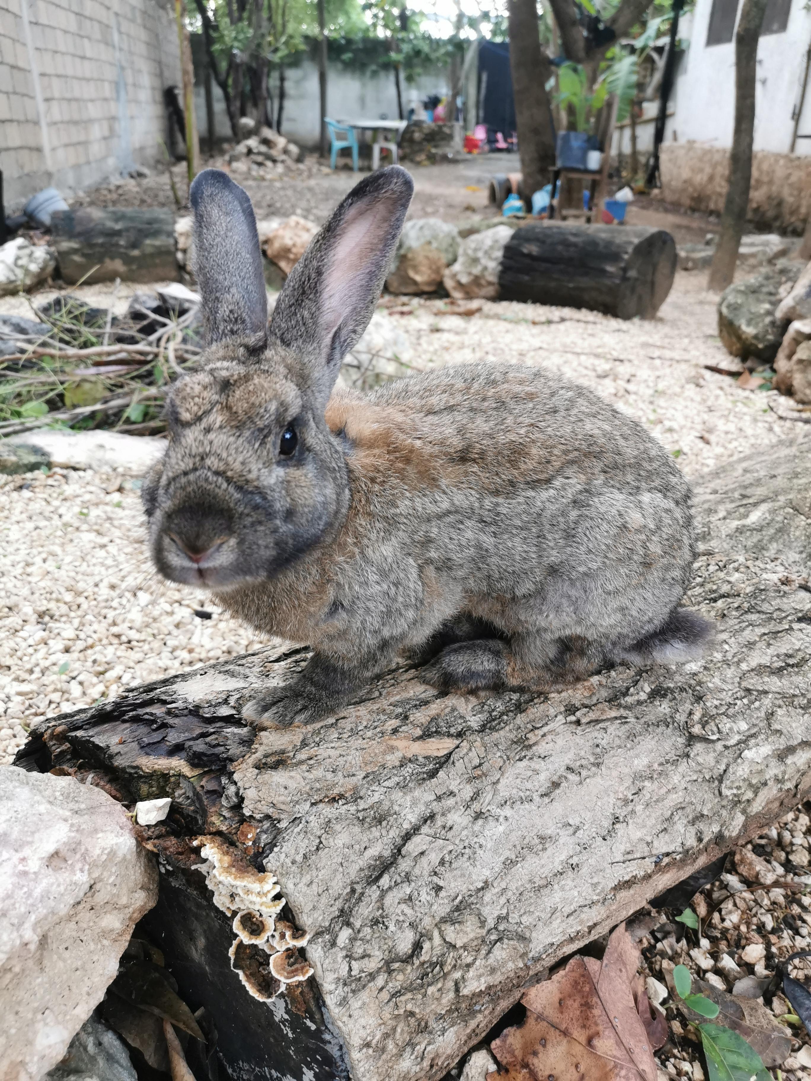 Does Anyone Know what kind of Rabbit this is? | Scrolller