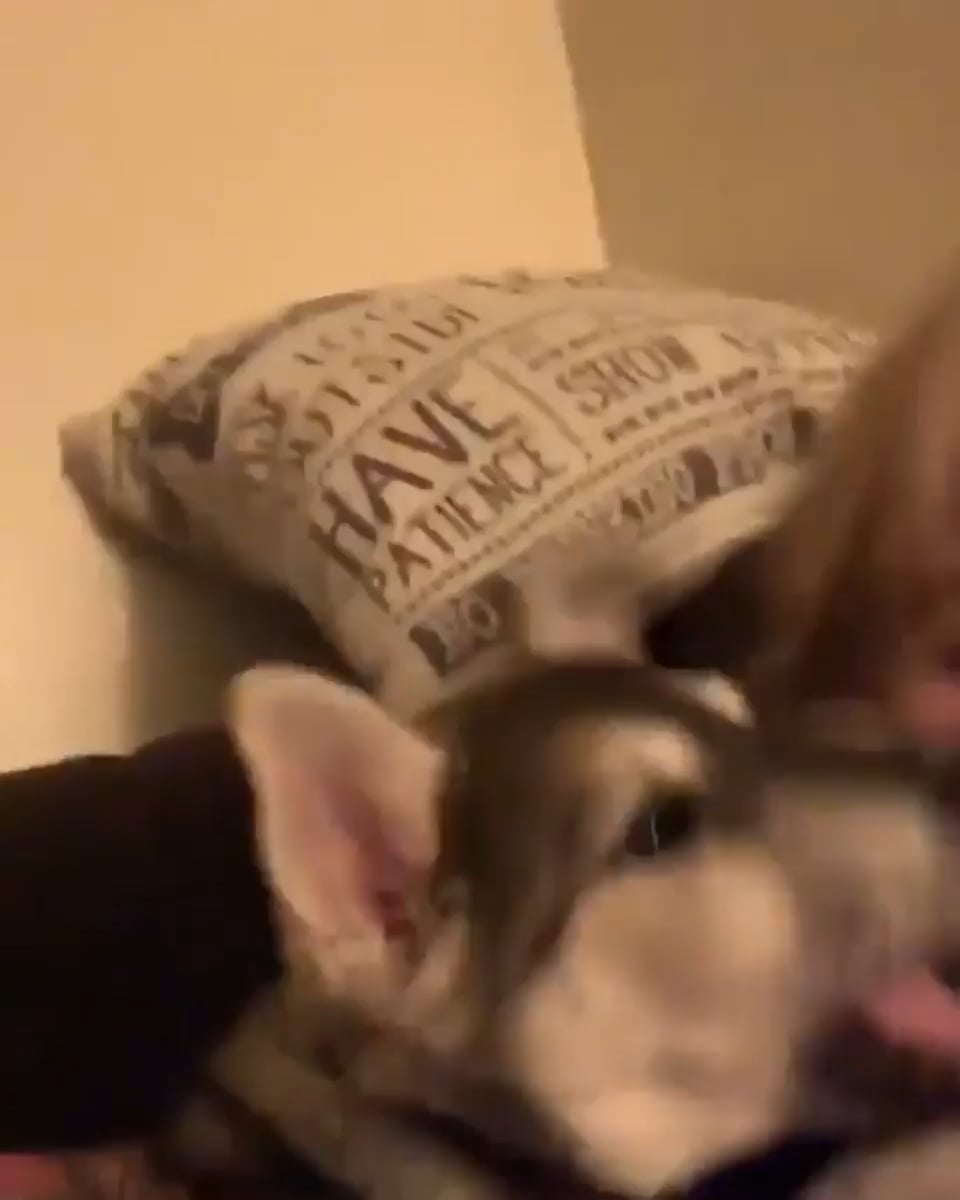 HappyWoofGifs