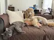 Sophie Sue 🐩 (and Emmie Lu 🐈‍⬛)