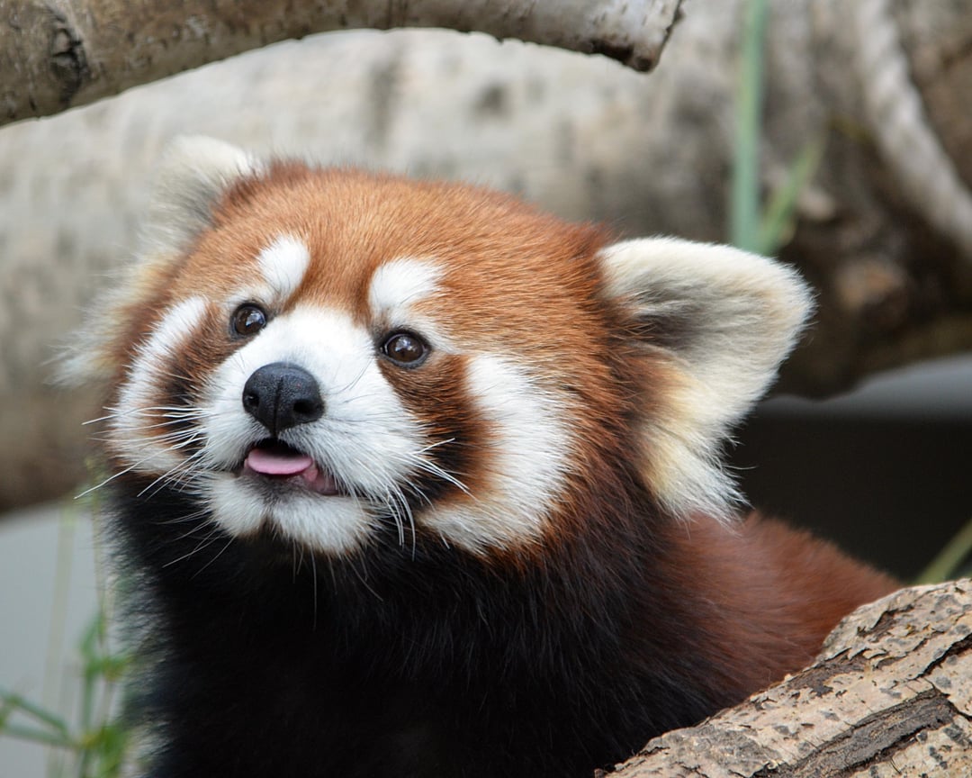 redpandas