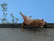 I caught my cat waking up and falling off the wall
