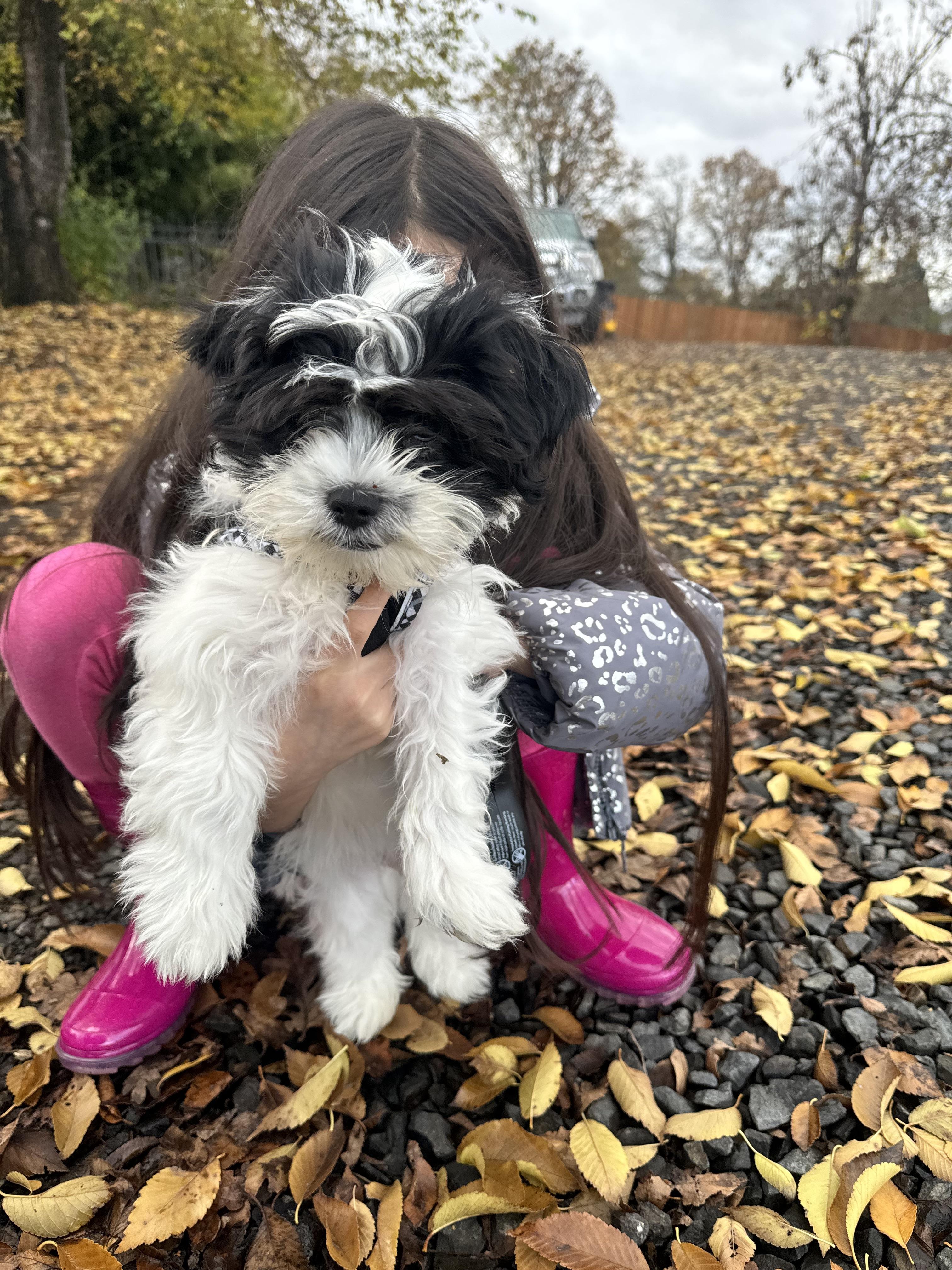 You guys met my havamalt Oreo yesterday. Here’s his brother Oakley before his first haircut!