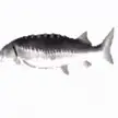 Gif of fish spinning