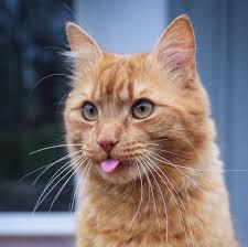 My little friend blep