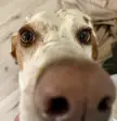 Happy new year boops!