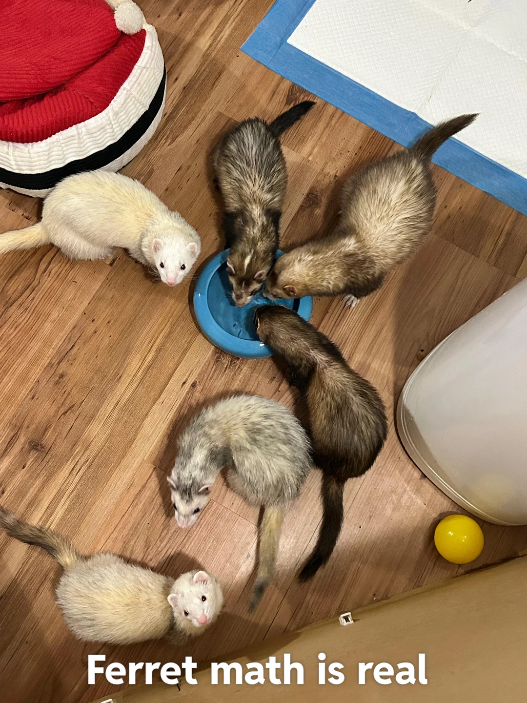 Ferret Math is real | Scrolller