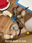 Ferret Math is real