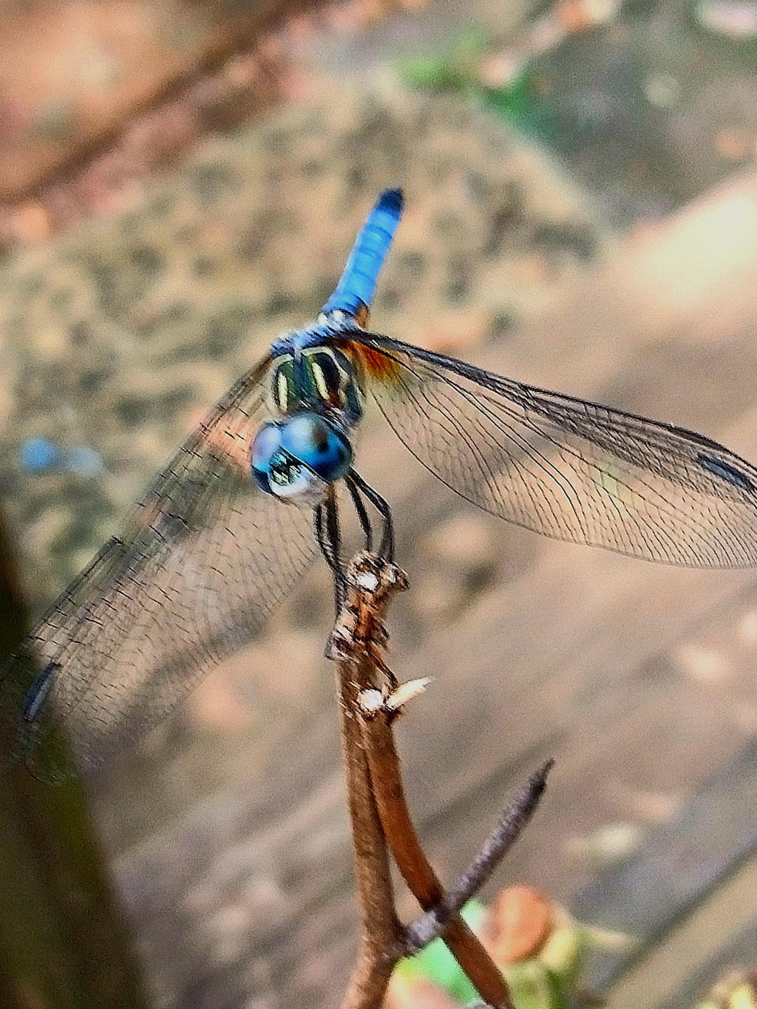 Insect