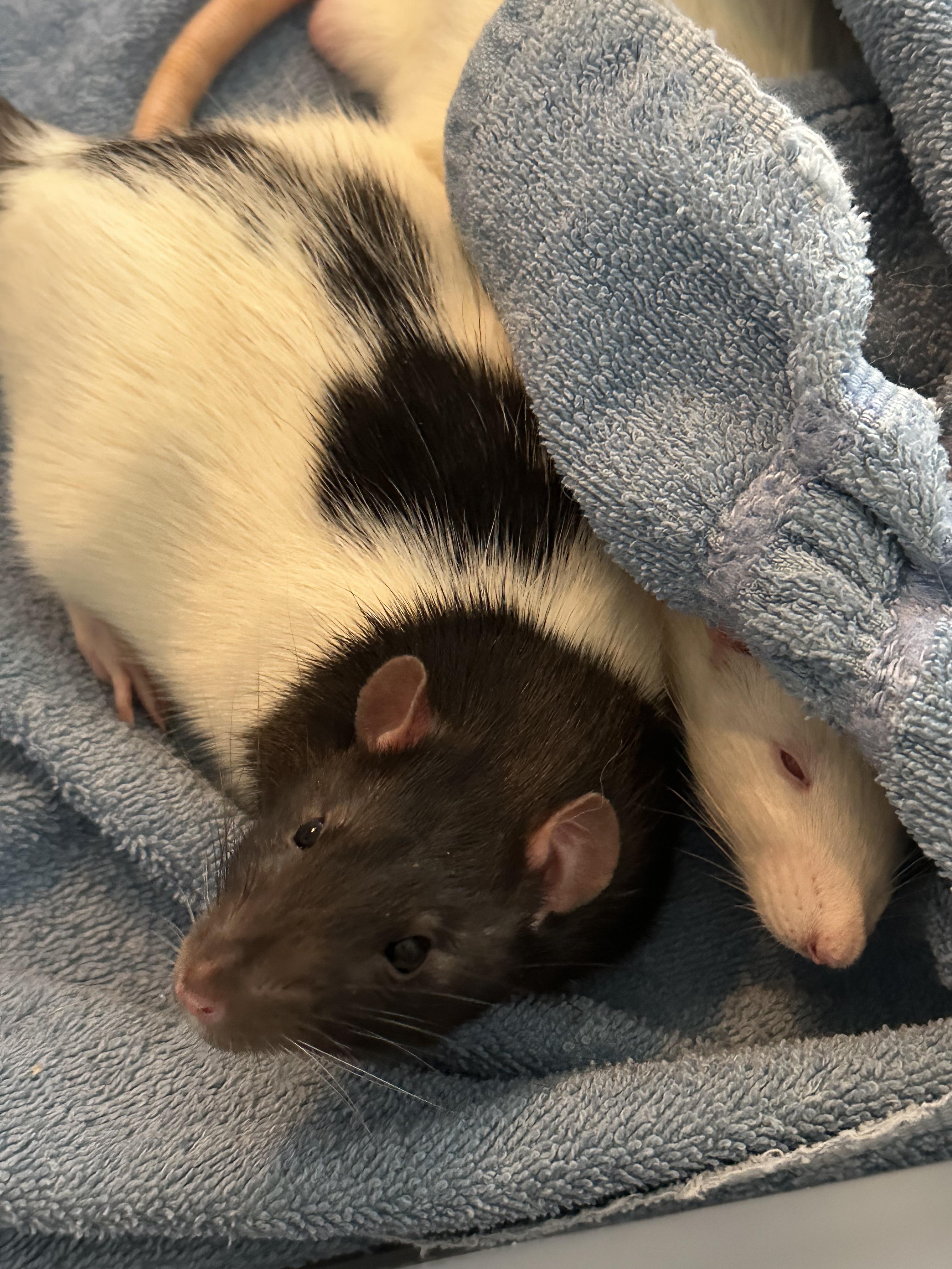 Whats the best way to make moving less stressful on my rats?