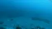 A scuba diver in black gear swims next to a giant black sea bass in the deep blue ocean water.
