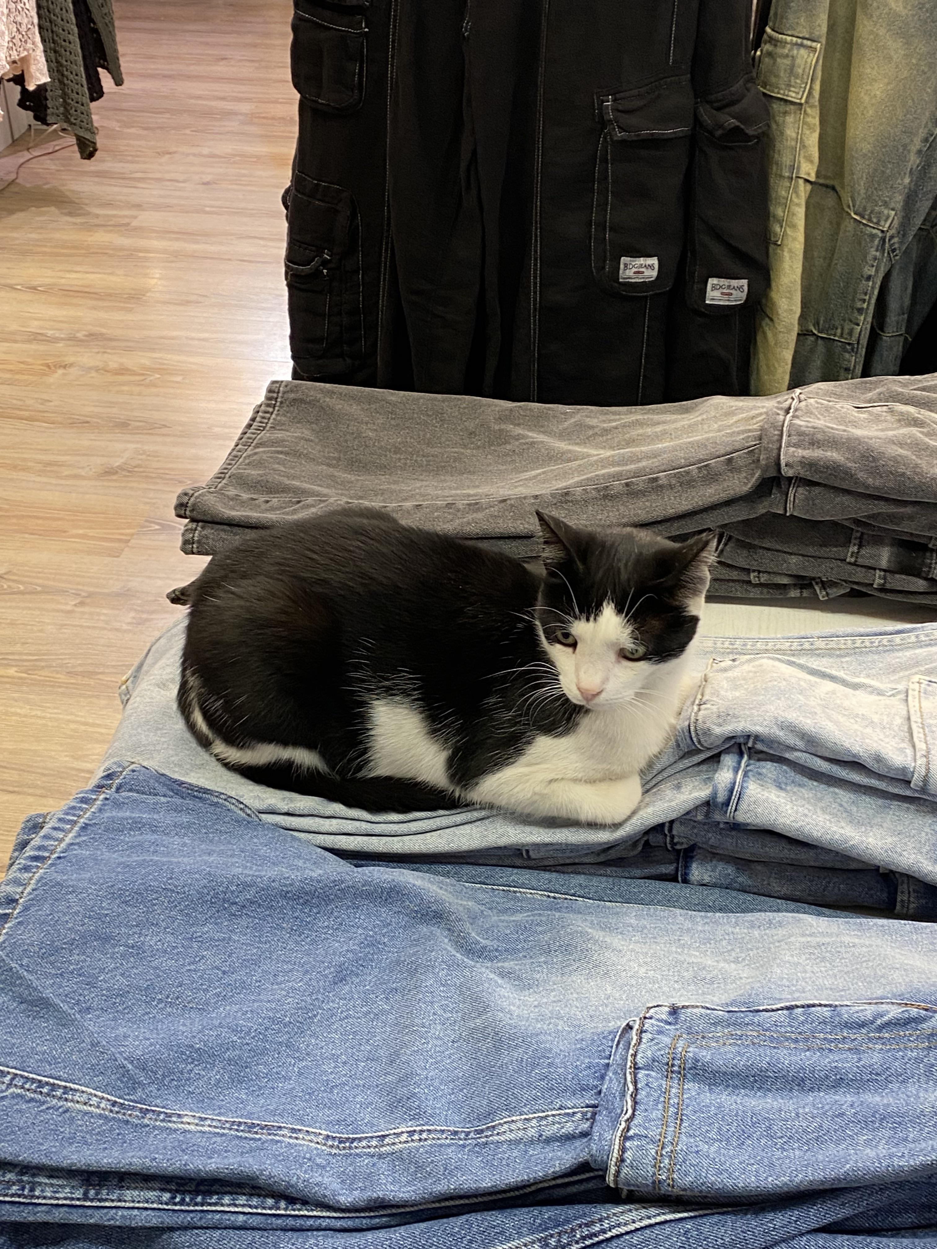 Denim Cat