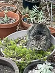 Found out why only one side of the plant grows. Thanks, Ziggy, I wasn’t into that succulent or anything.
