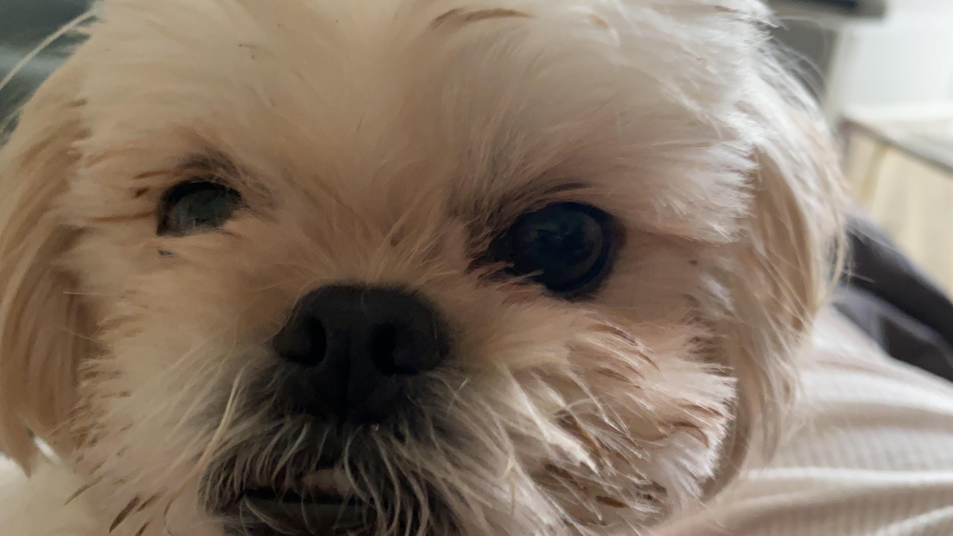 I call this look the beady eye stare. Don’t be fooled by the cuteness here. This usually means I’m in trouble. Either because I’ve not shared food with her or because she wasn’t done visiting her friends
