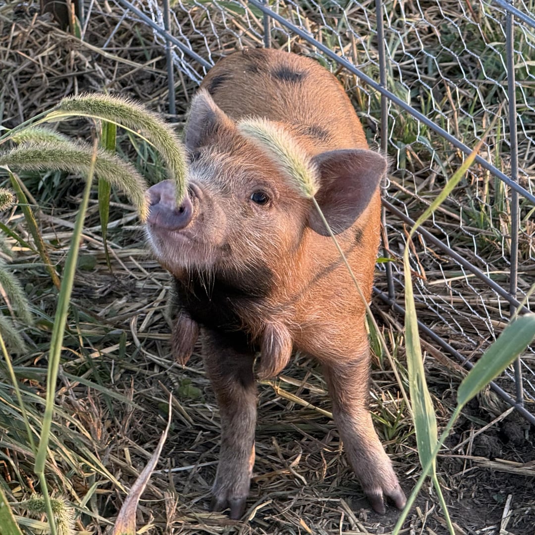 pigs