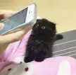Catmemes