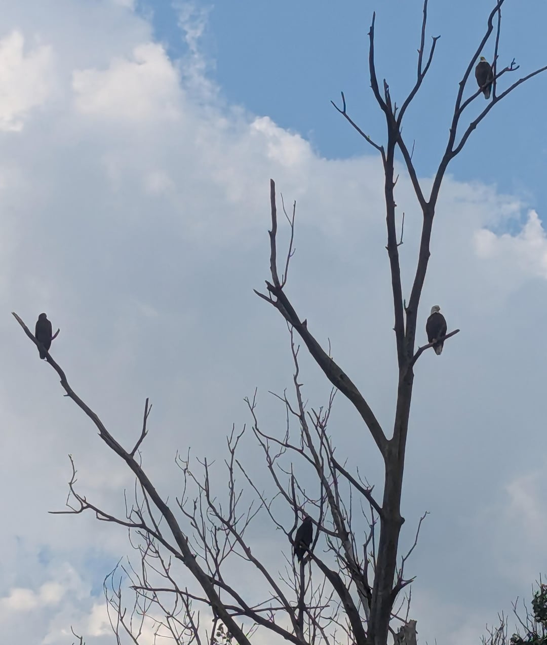 Four bald eagles, including adults and juvies, perched on the bare branches of a dead tree against a cloudy blue sky.