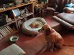 19 year old Harry has displaced 13 year old Stitch after less than 2 hours in the same house