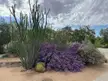 Desert plants of El Paso