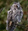 Lovely juvenile Long-eared Owl