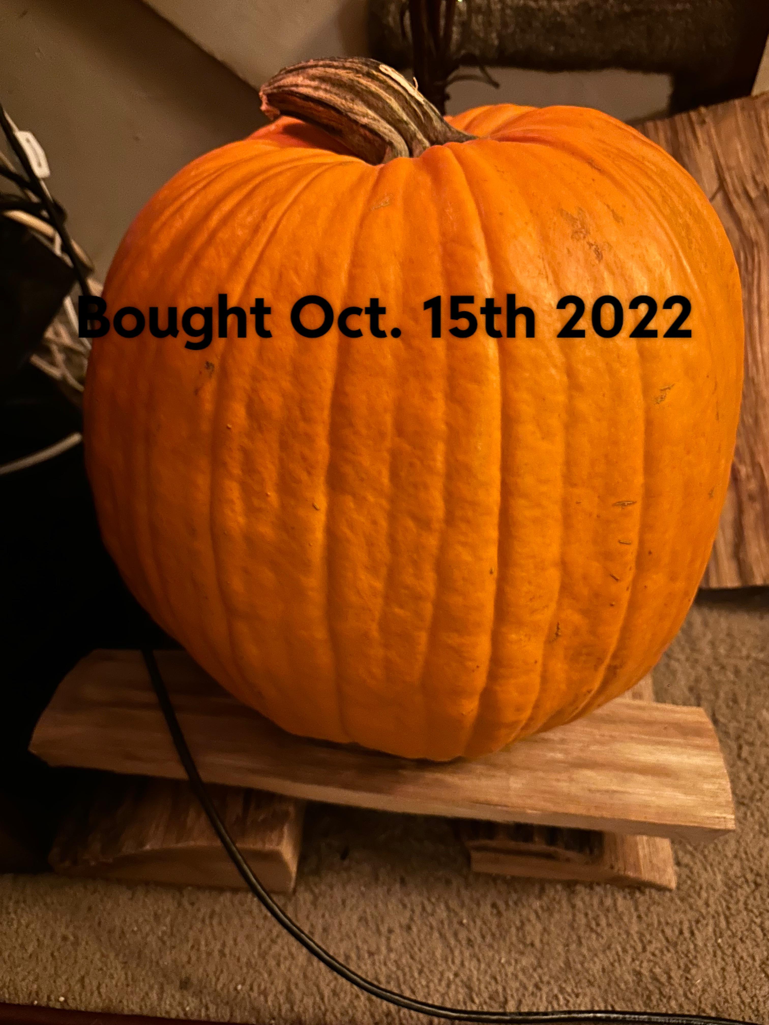 My 6 month old uncarved pumpkin. I can’t believe it. No coating. Just a bubble bath with Dawn.